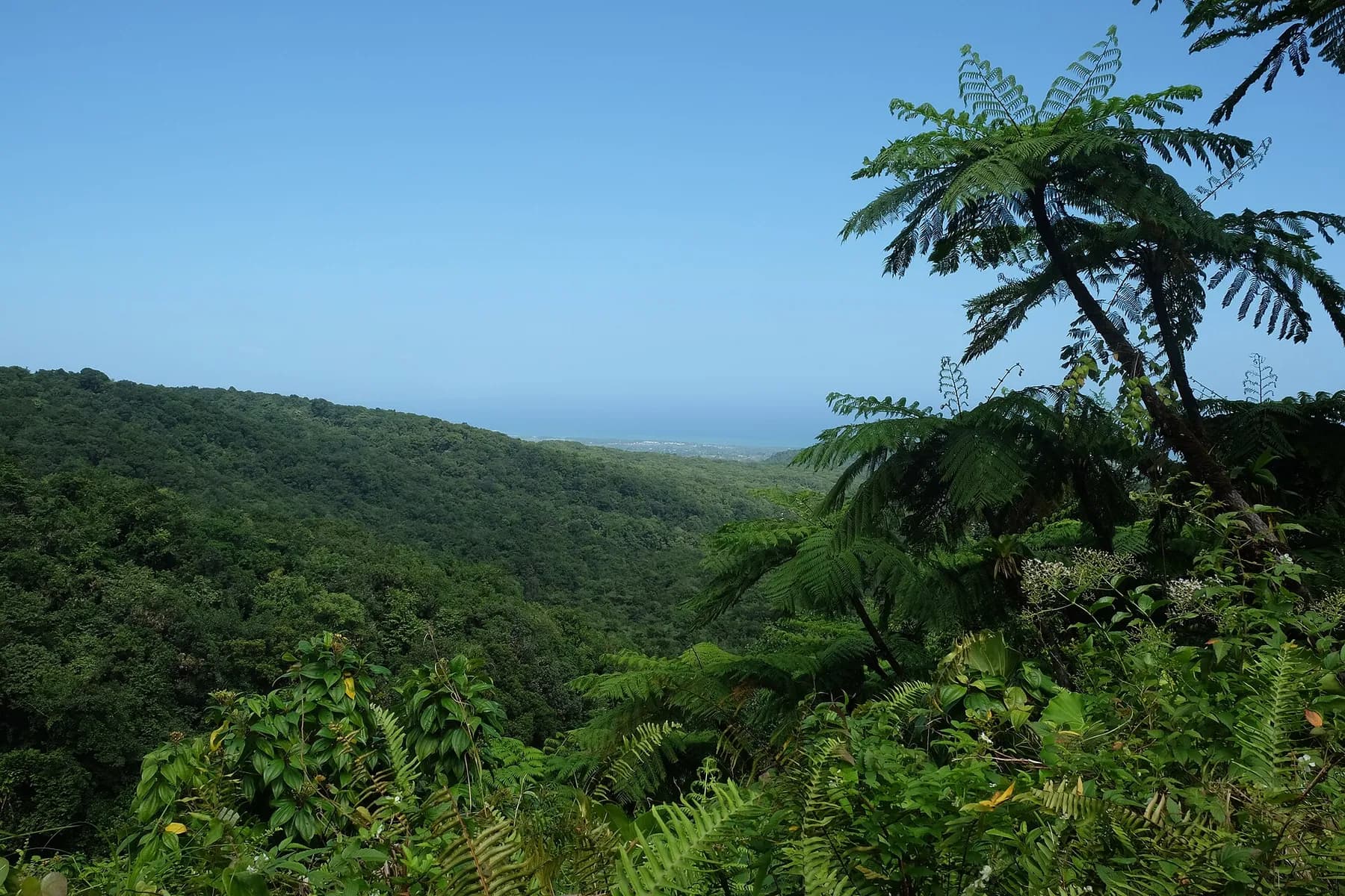 Forêt tropicale du parc national sur le sentier des chutes du Carbet